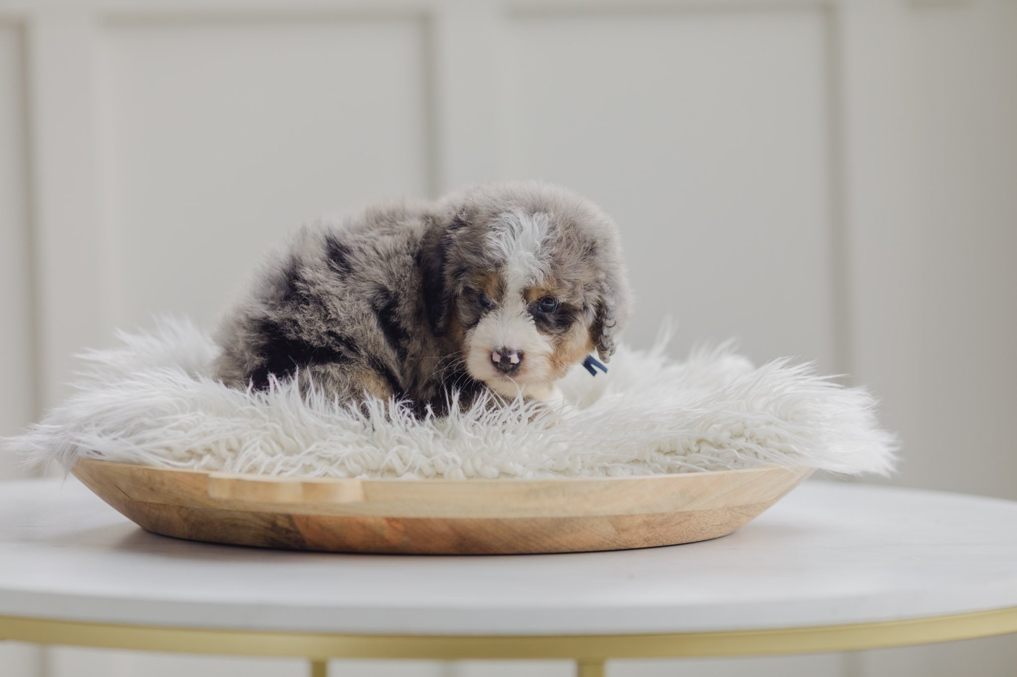 0058_7-Week-Old-Australian_Mountain_Dogs_Stokeshire.PepperxApollo-F1.25.jpg