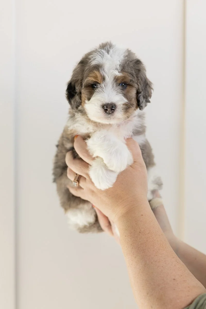 001_SHOSHANA-RED-COLLAR-BLUE-MERLE-TRI-SOCKS-MINI-MEDIUM-AUSTRALIAN-MOUNTAIN-DOODLE-F1B.STOKESHIRE.26.jpg