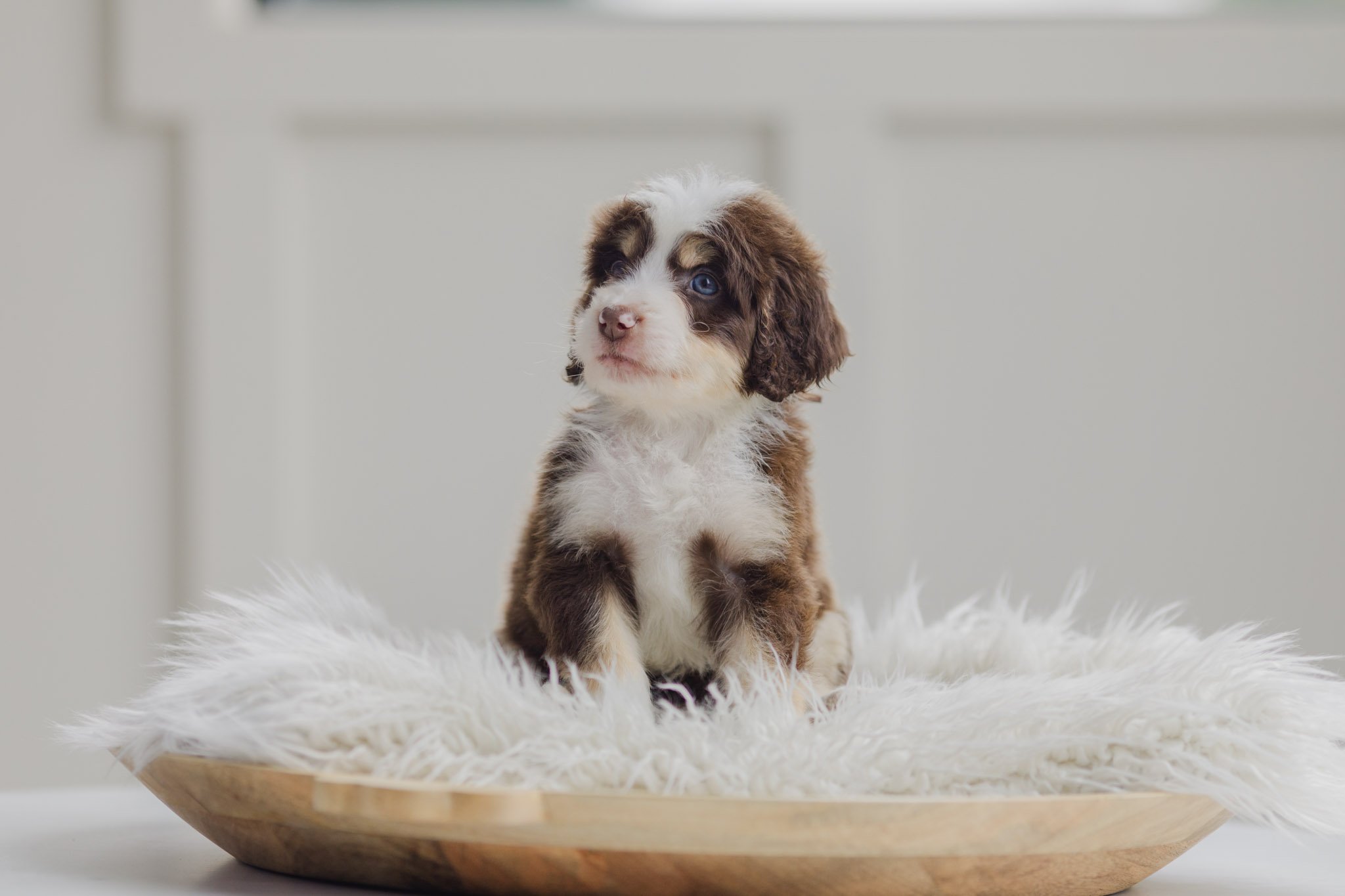 Clove Brown Tri Male Standard Australian Mountain Doodle (McGill - Guardian)