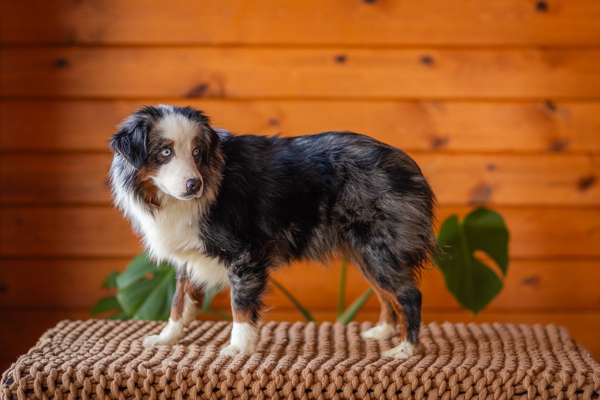 0001_Mini-Blue-Merle-Tri.Australian.Shephred.25.jpg