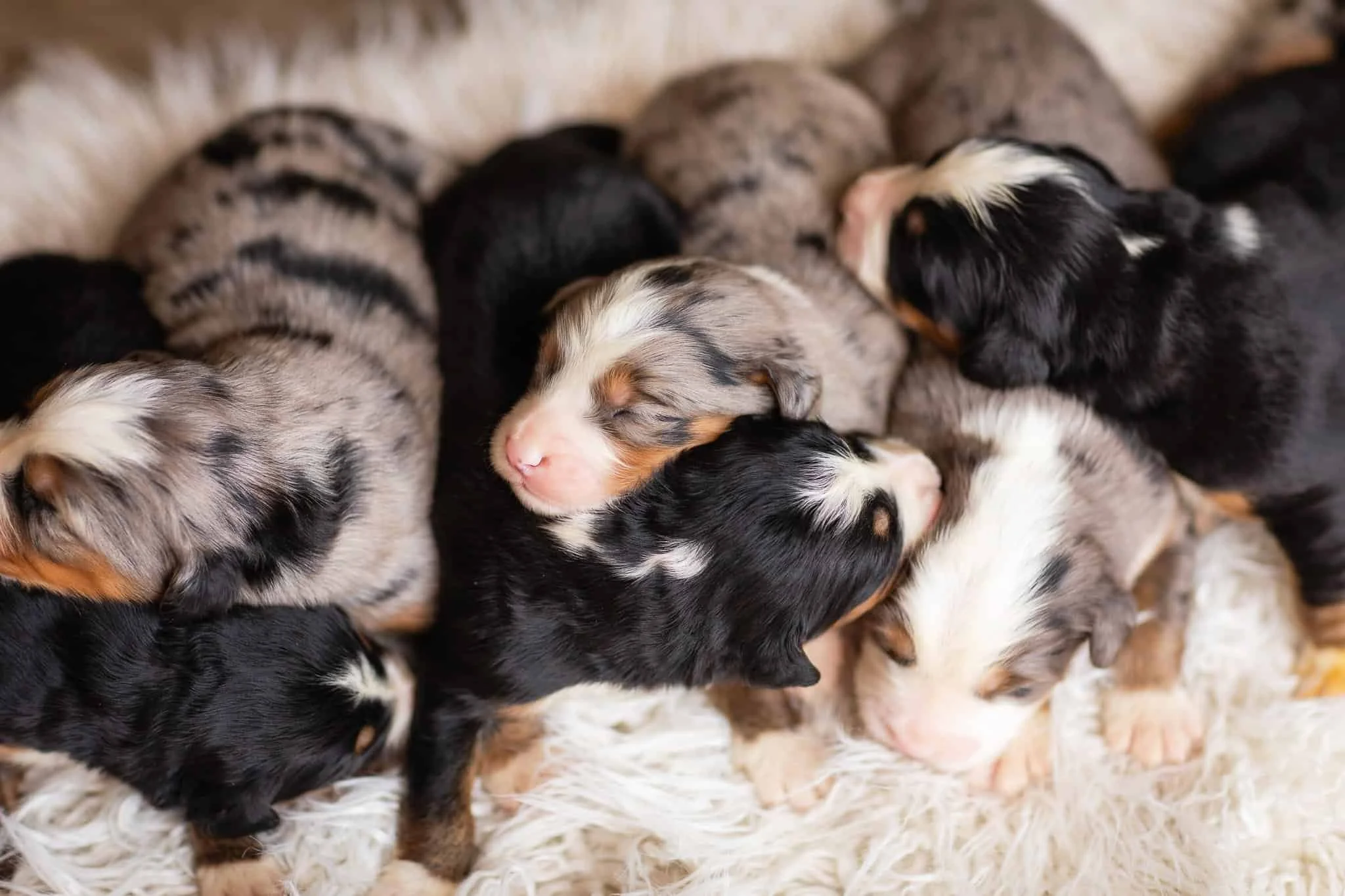 Australian_Mountain_Dogs_Merle-Bernese-Aussie-Mix-Pups-Stokeshire-Designer-Doodles-Wisconsin.jpg