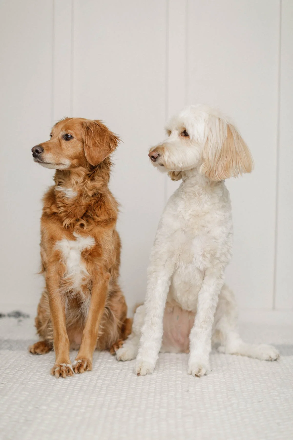 Two doodle dogs sitting side by side, one with a smooth face and flat coat and the other with a curly coat and facial furnishings.