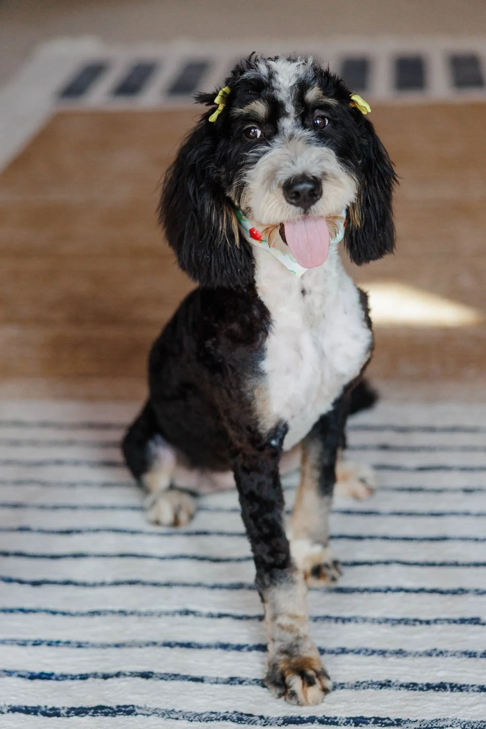 139_Wisconsin-Bernedoodle-for-Guardian.26.jpg
