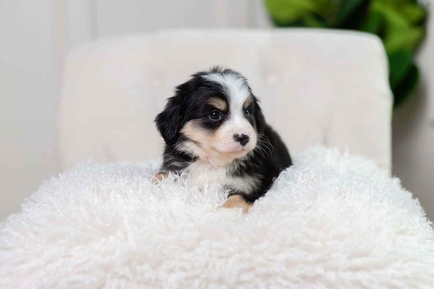 Cailean	Black Tri Male Mini Furnished Australian Mountain Doodle