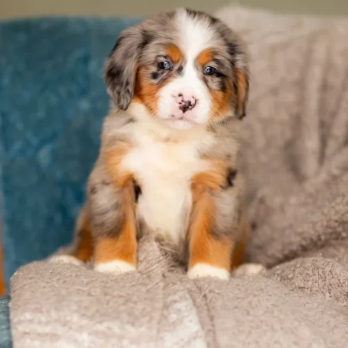 Available Aussie doodle puppies for sale in Wisconsin.