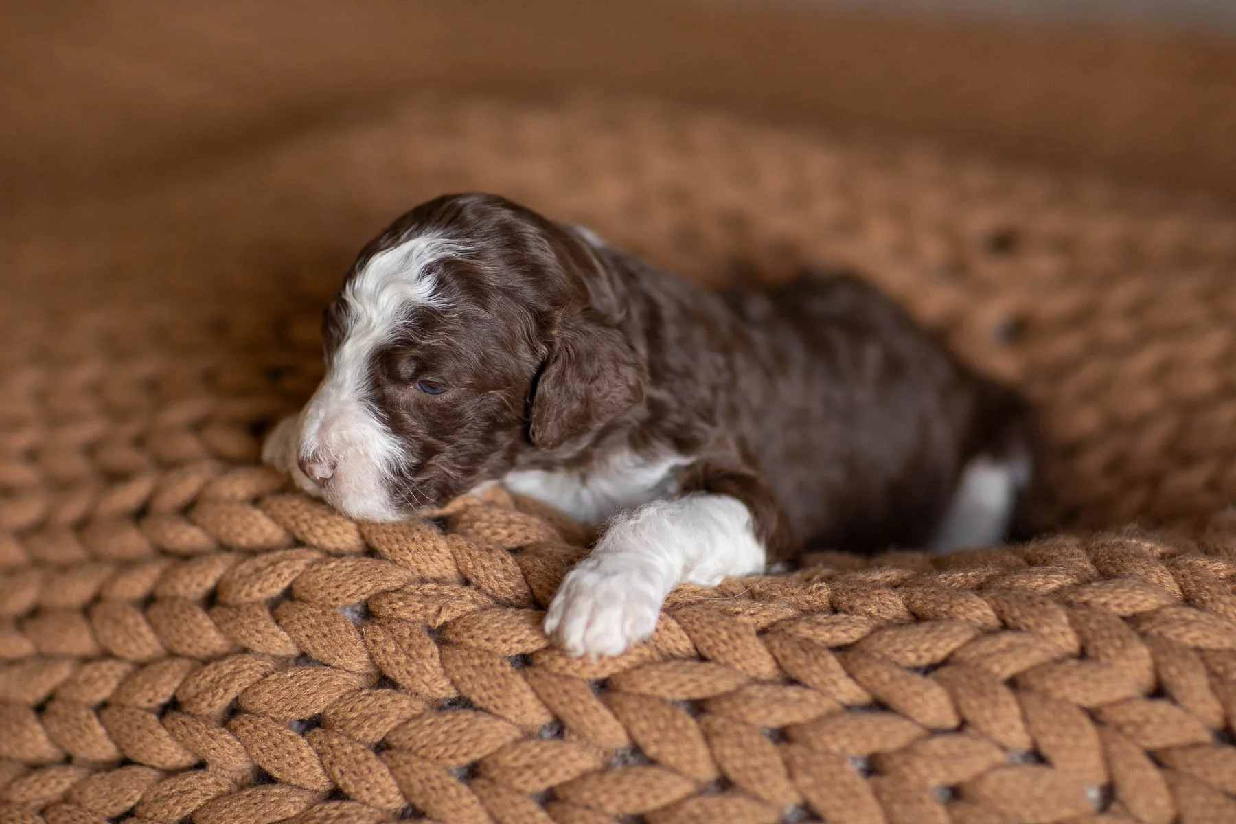 06_2-WEEK-OLD-GMD-LITTER-RAE-RICO-CHOCOLATE-RED-MERLE-PUPS.jpg