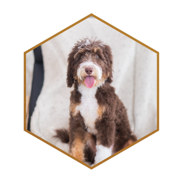Rico-Bruno-Parent-Golden-Mountain-Doodle-Puppies-New.png