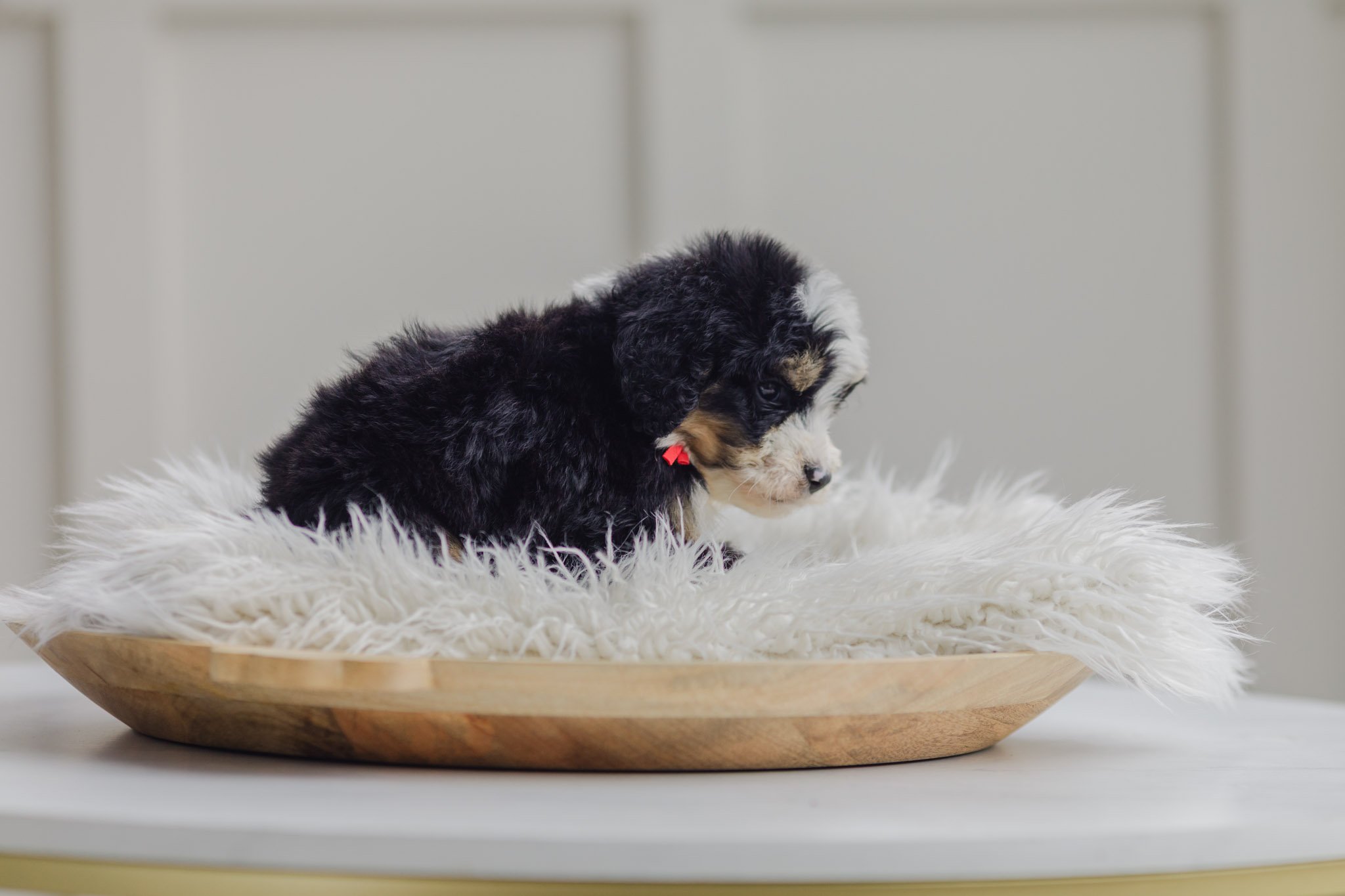 0104_7-Week-Old-Australian_Mountain_Dogs_Stokeshire.PepperxApollo-F1.25.jpg