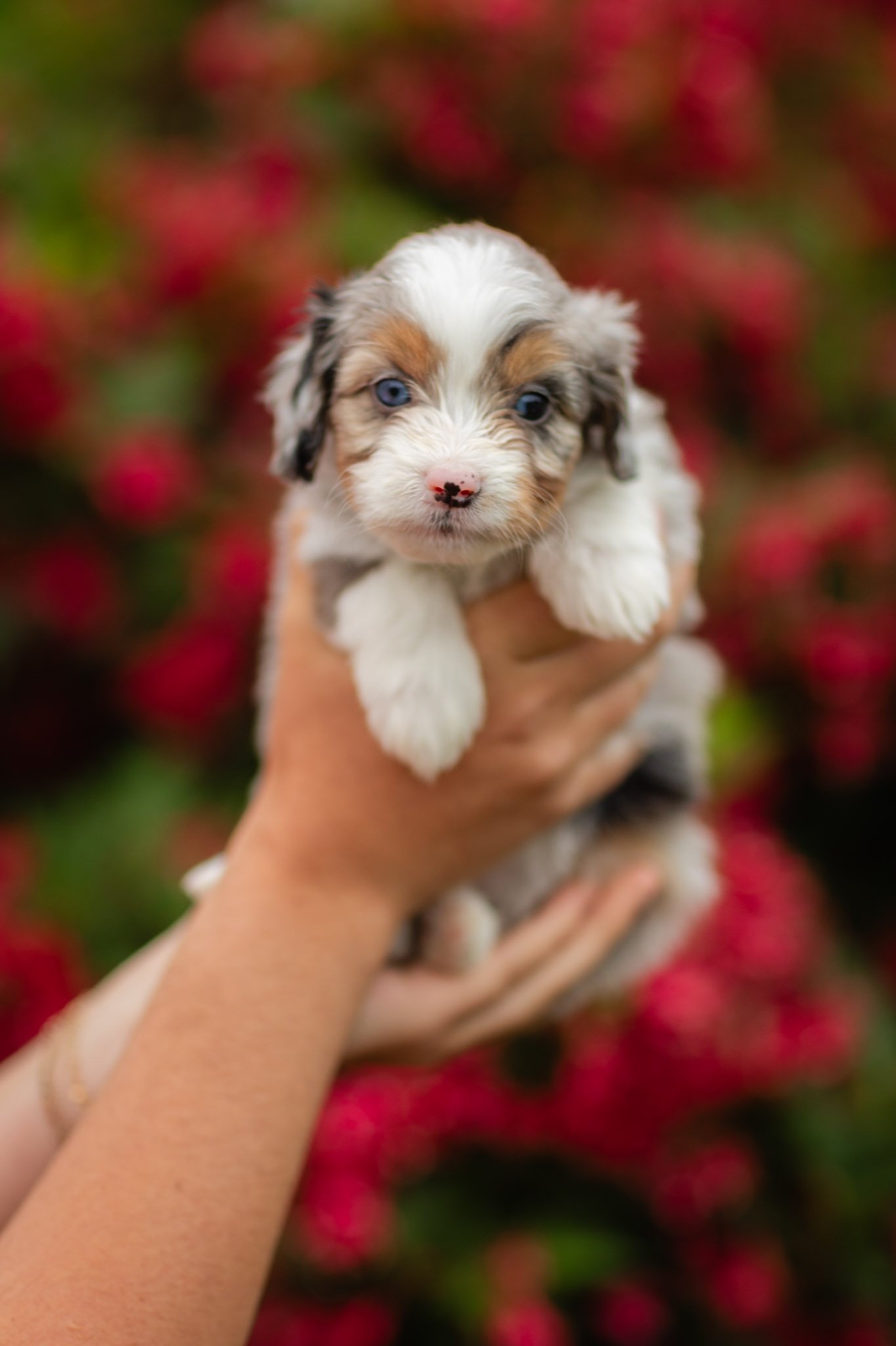 Pip Blue Merle Tri Female Mini Australian Mountain Doodle (Reagan)
