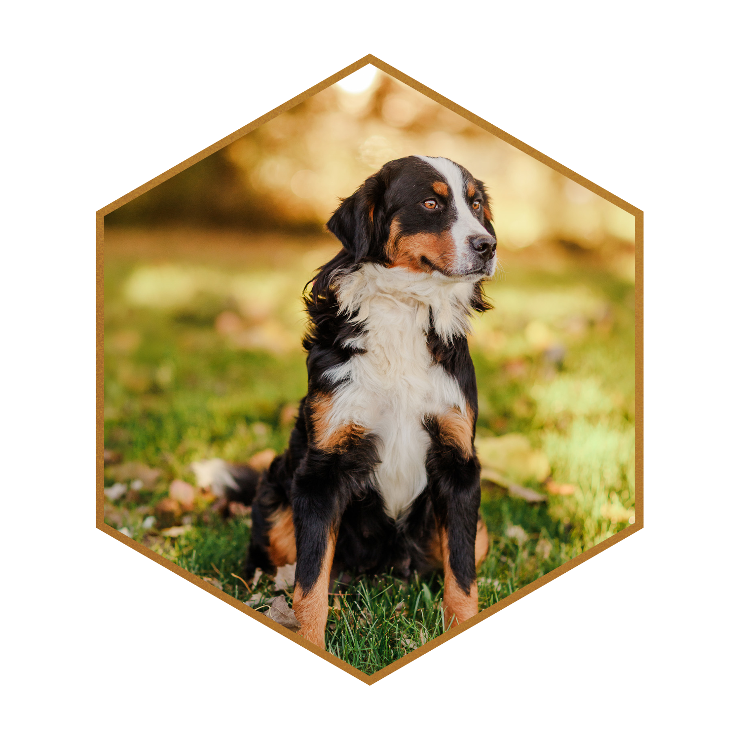 SDD-Stokeshire-Emme-Bernese-Mountain-Dog-Dam-hexagon-2.png