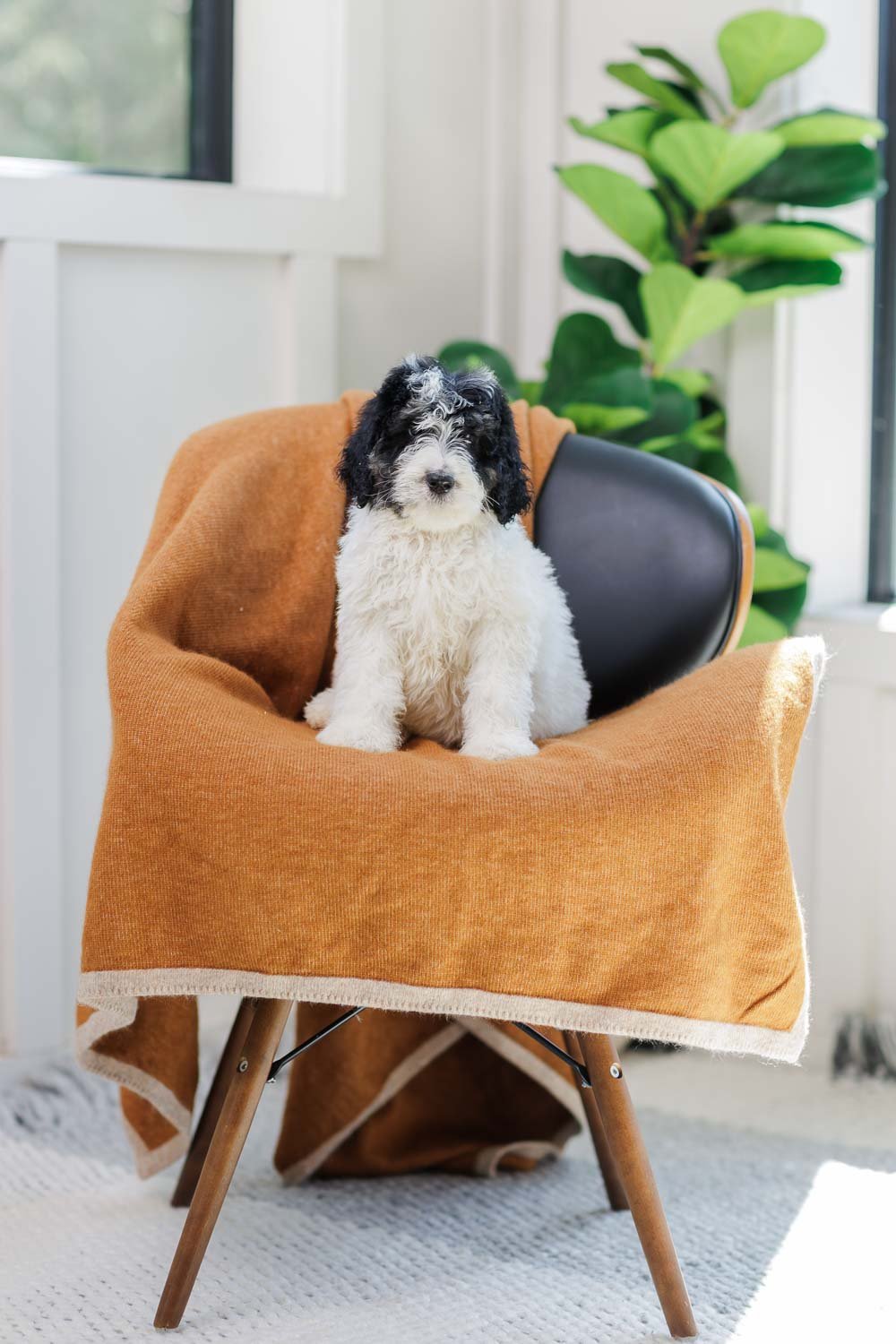 Sanna	– Black & White Tri Parti Female F1B Medium Australian Mountain Doodle