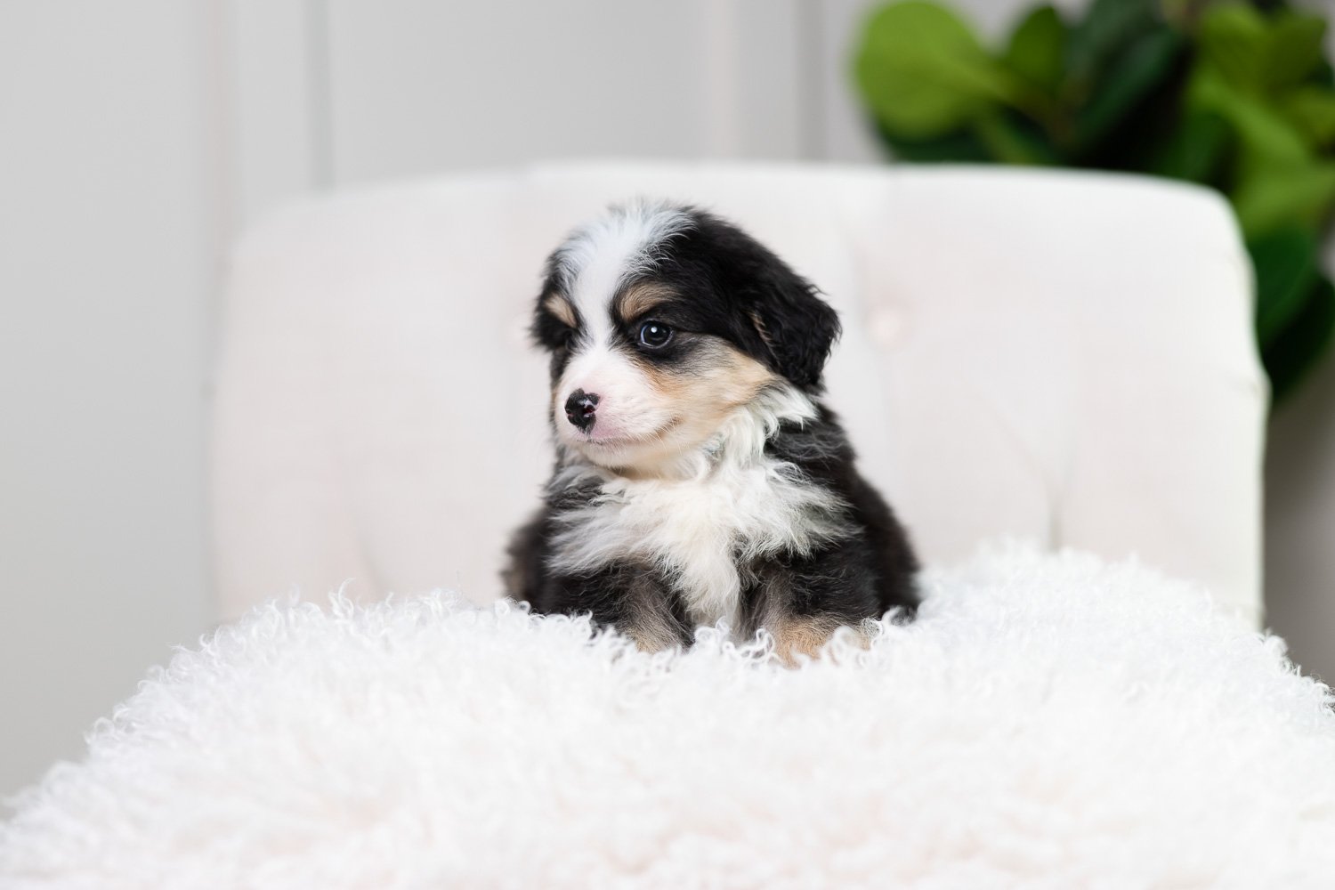 Rabbie	Black Tri	Blue	Male	Mini Furnished Australian Mountain Doodle