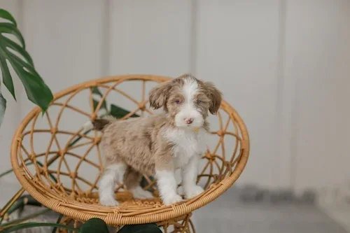 Casablanca		Brown/Red/Chocolate Merle with Blaze + Socks	Male Golden Mountain Doodle (Available)