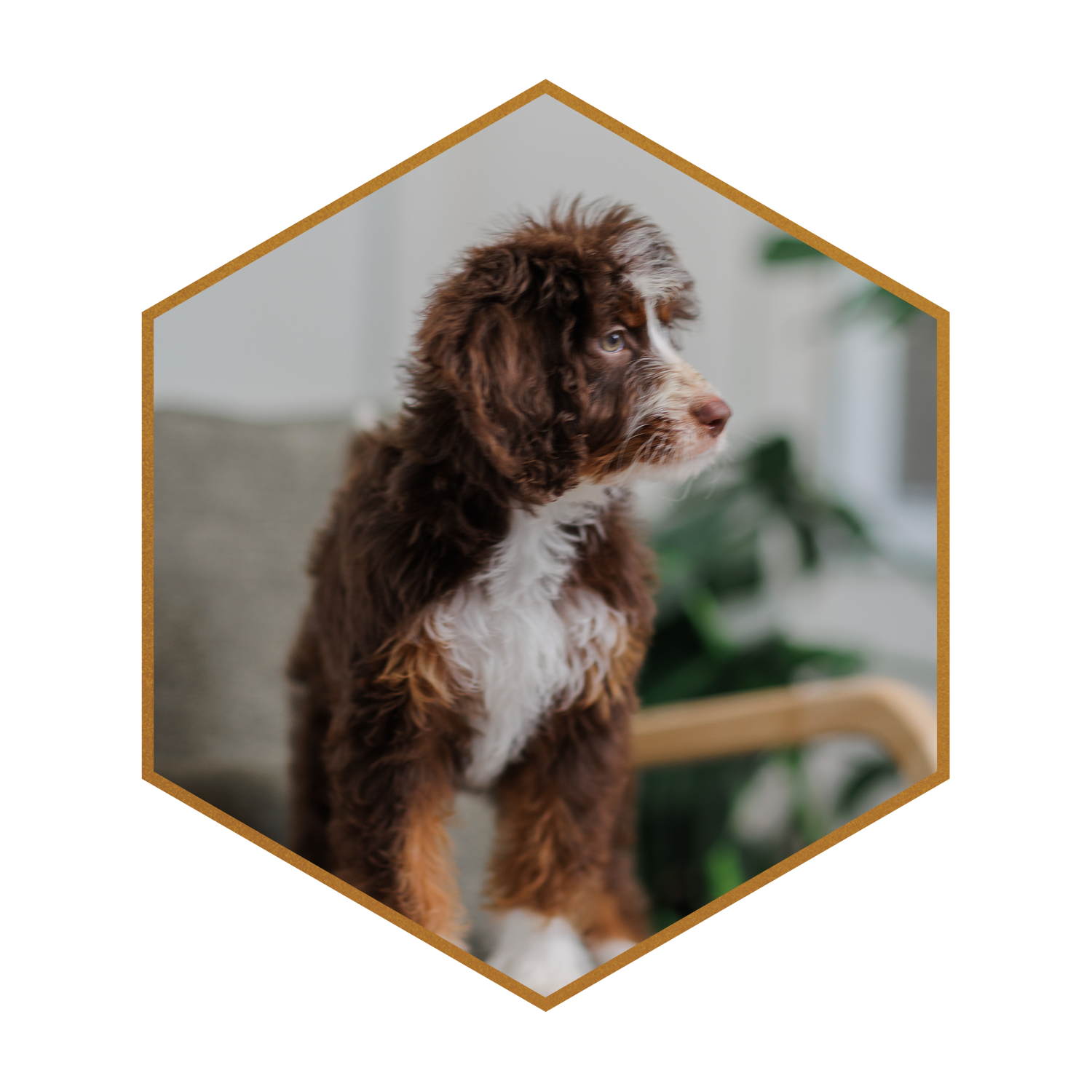 Stokeshire-puppy-hexagon-15.png