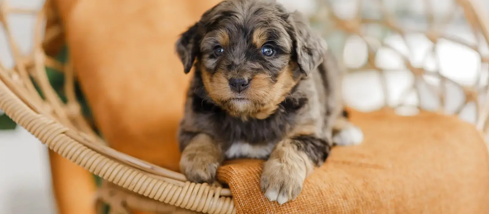 should you get a dog during or after a divorce