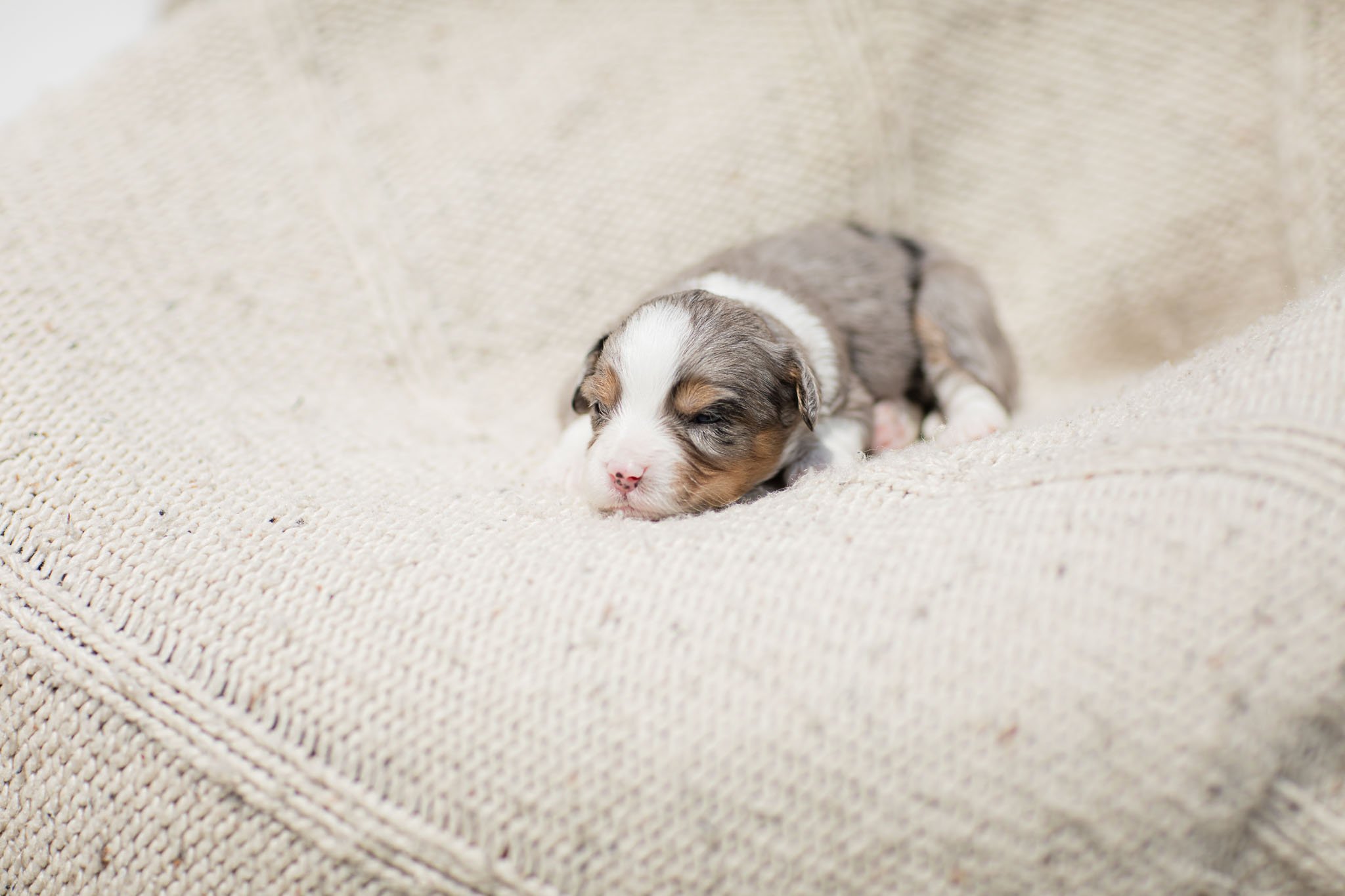 0228_2-Week-Australian-Mountain-Doodle-Puppies.25.jpg