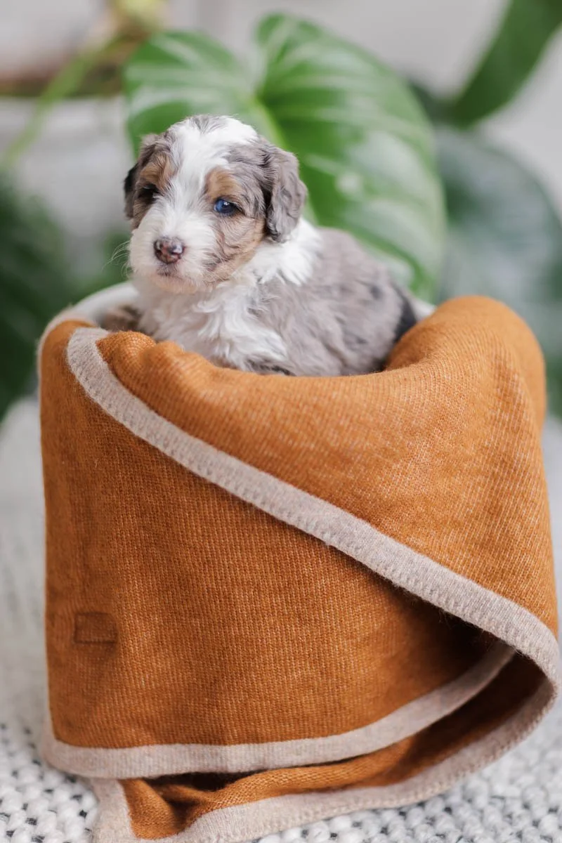 Shoshana	 – Blue Merle Tri w/Socks Female F1B Medium Australian Mountain Doodle