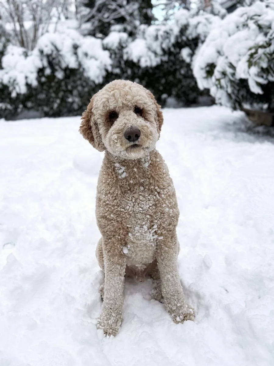 Adult Cream and White Australian Mountain Doodle