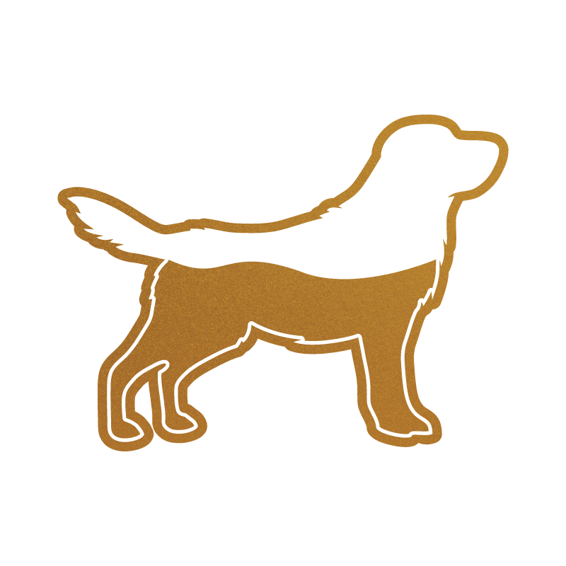 Goldendoodles That Look Like Retrievers: Meet Our Straight-Coat Puppies