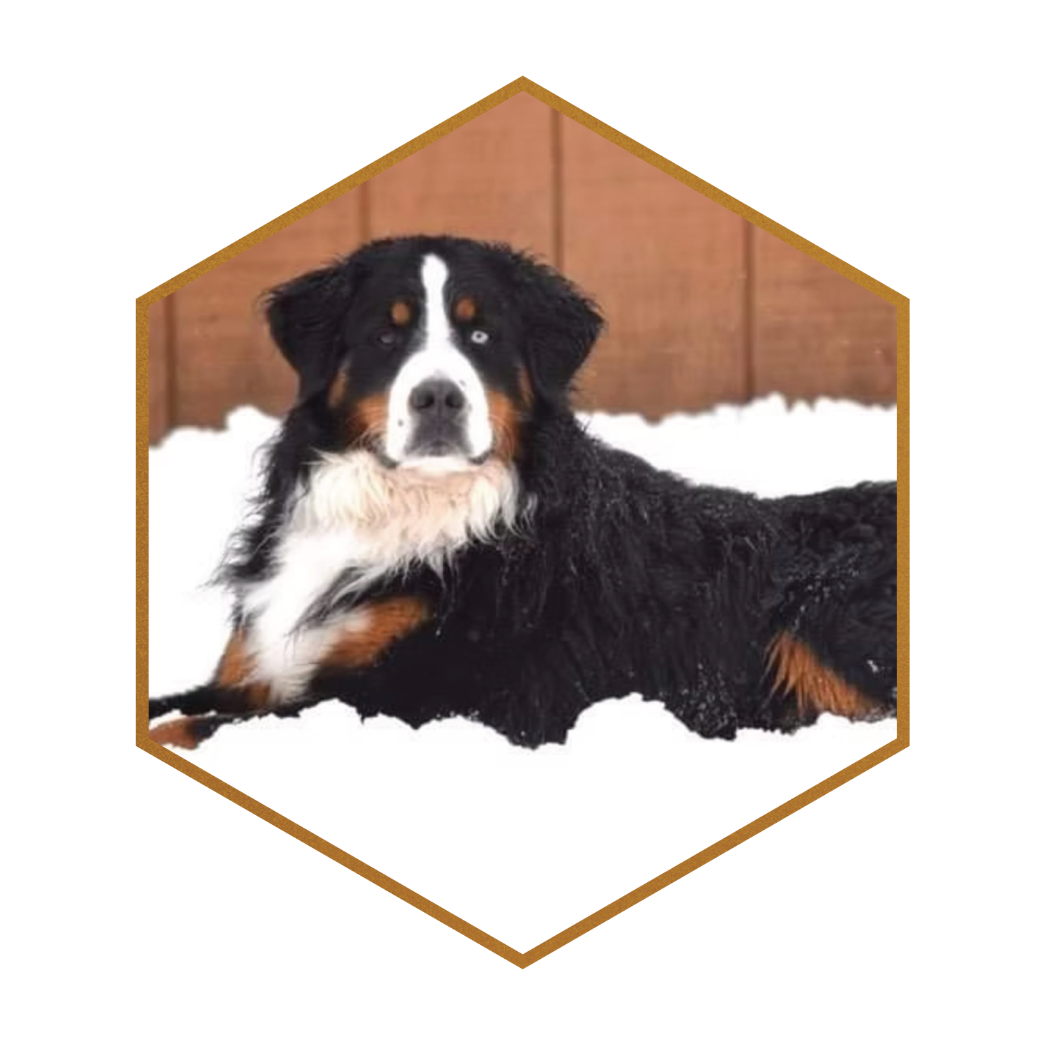 Standard Australian Mountain Dog Litter — STOKESHIRE