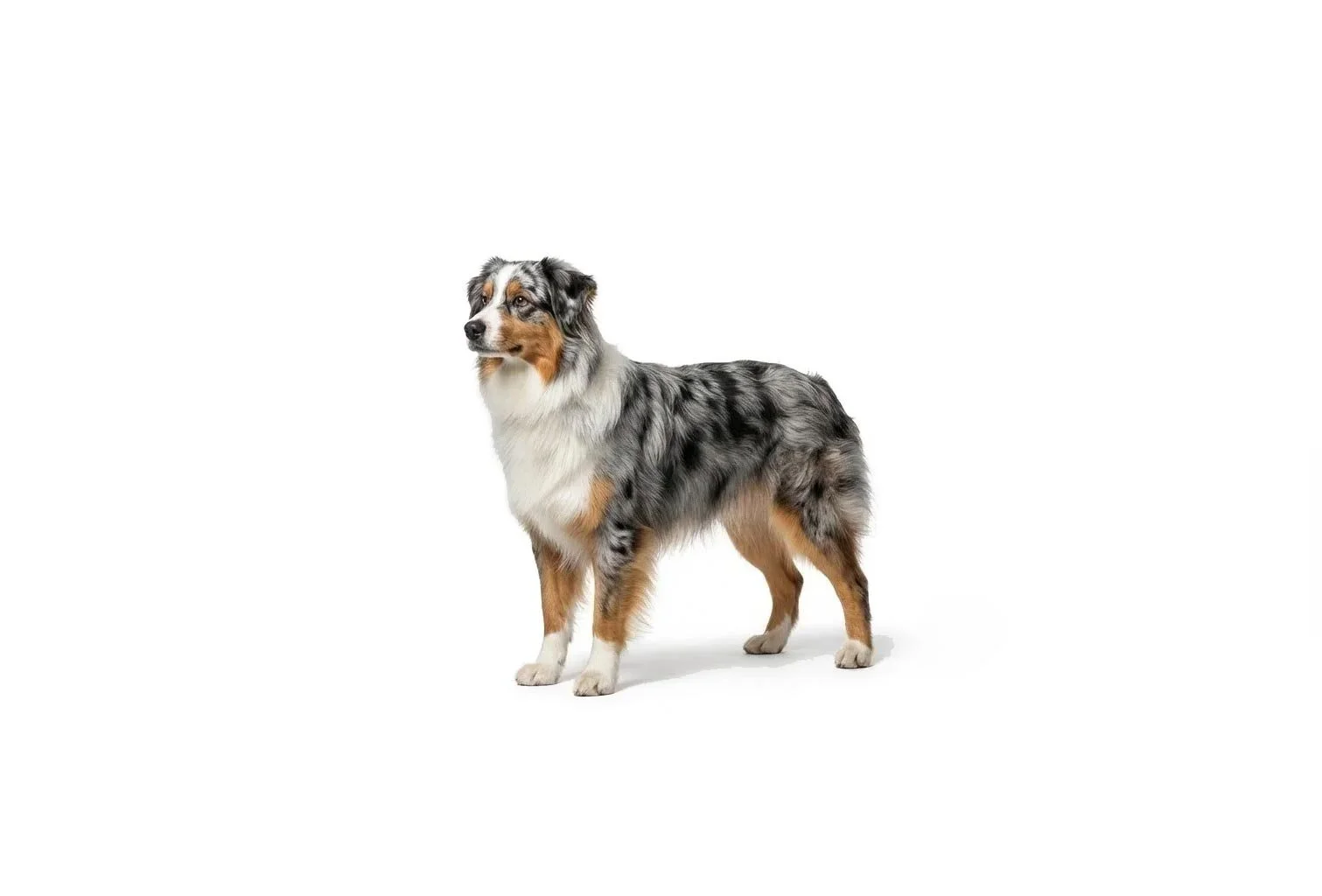 Australian-Shepherd-Breed-Info.jpg