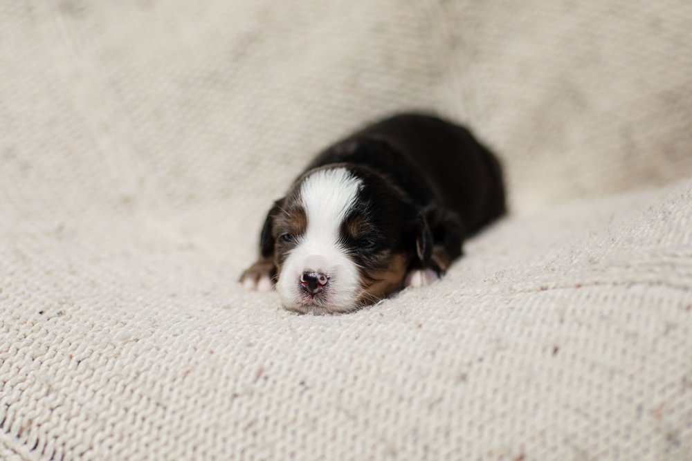 0213_2-Week-Australian-Mountain-Doodle-Puppies.25.jpg
