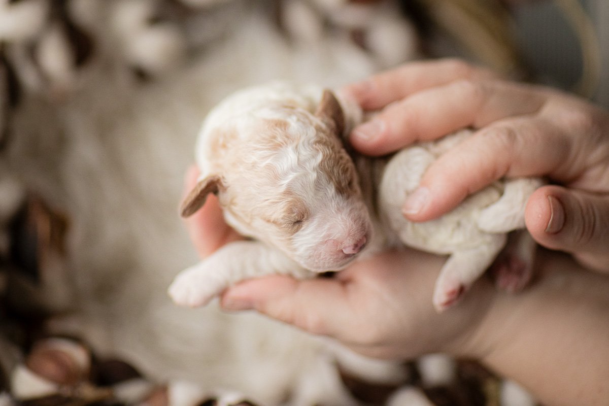 0013_5-Day-Old-mini-goldendoodles-Mozzi_Waldo.24.jpg