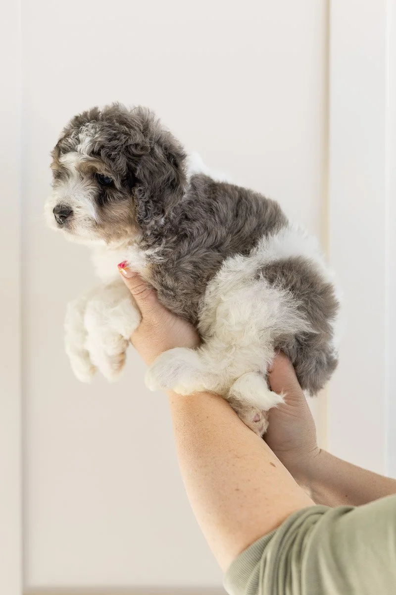 002_EIORA-PINK-COLLAR-BLUE-MERLE-TRI-PARTI-MINI-MEDIUM-AUSTRALIAN-MOUNTAIN-DOODLE-F1B.STOKESHIRE.26.jpg