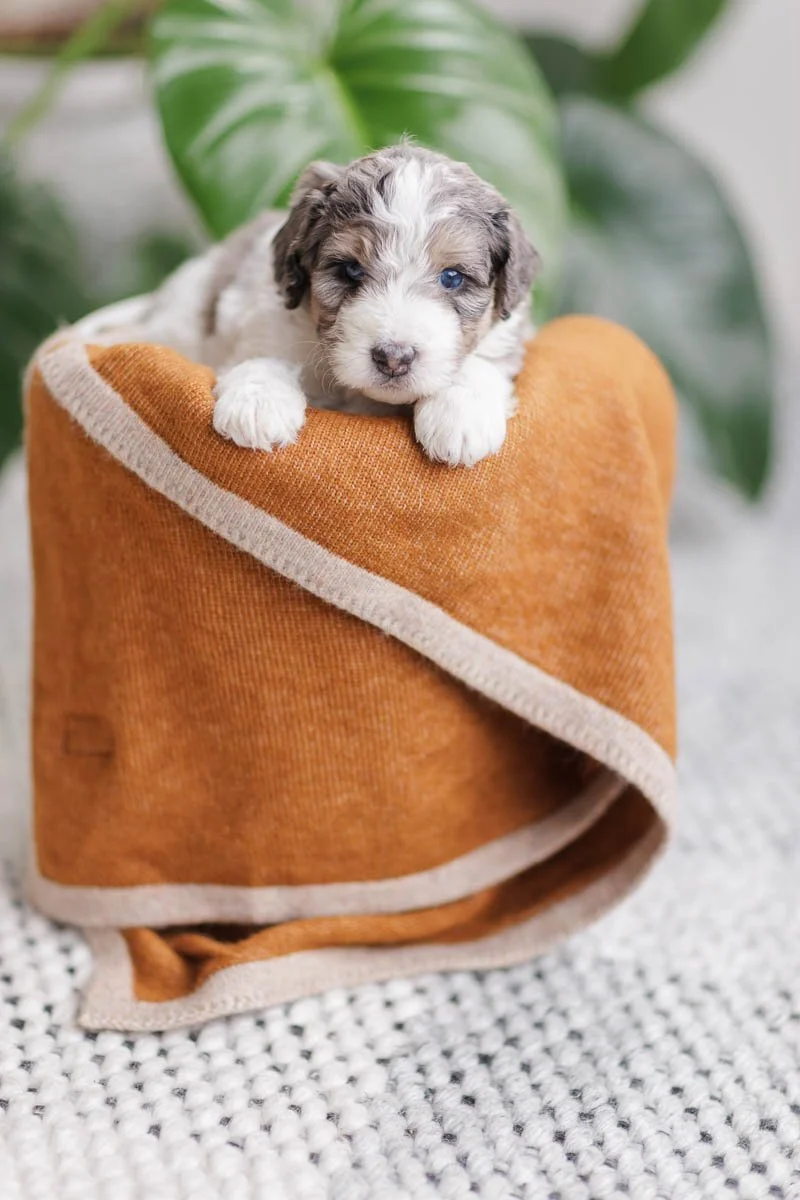 Tirzah	– Blue Merle Parti Female F1B Medium Australian Mountain Doodle