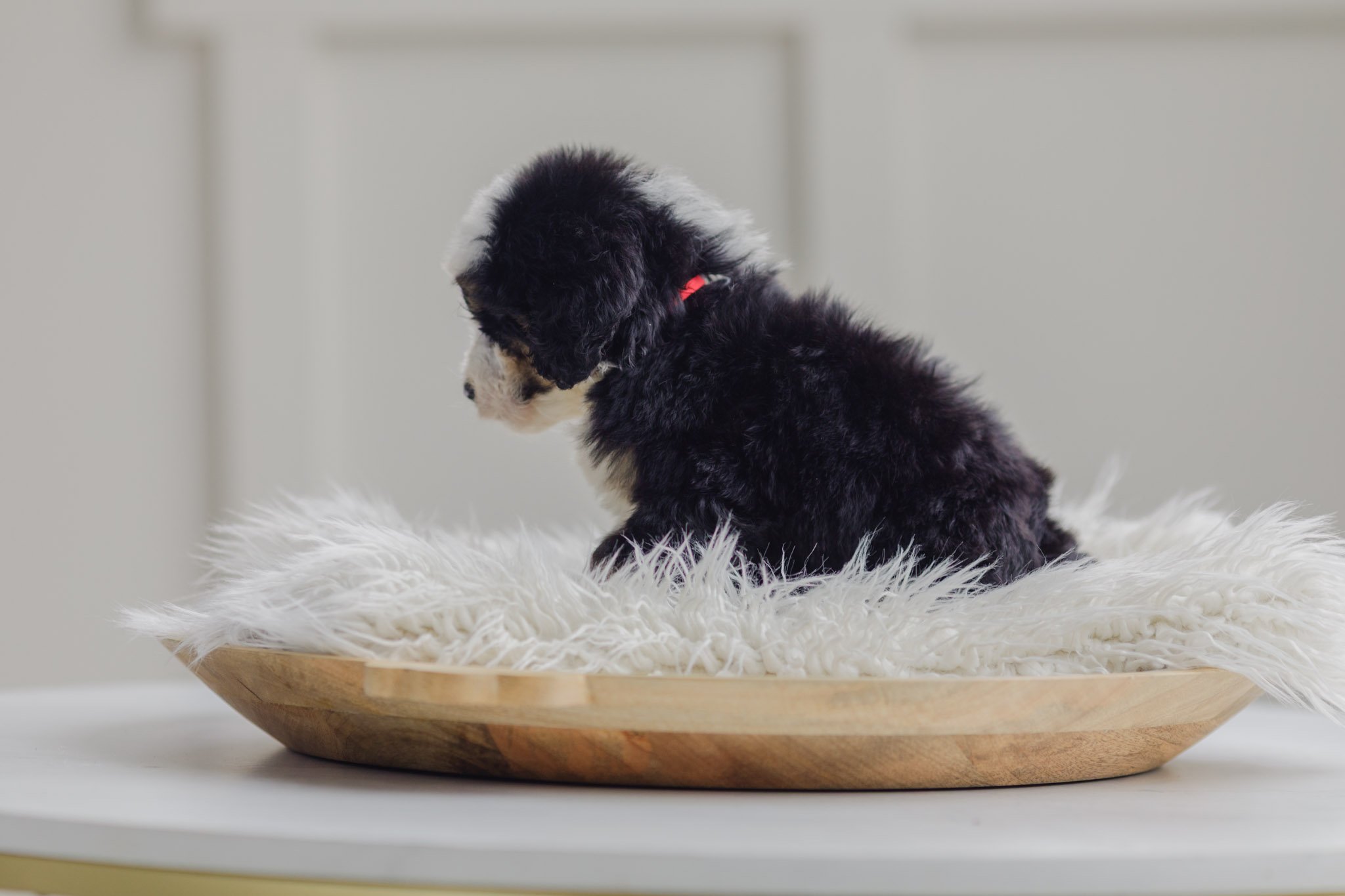 0108_7-Week-Old-Australian_Mountain_Dogs_Stokeshire.PepperxApollo-F1.25.jpg
