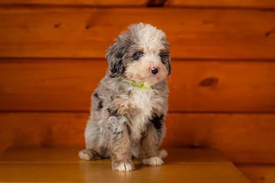 curly-merle-australian-mountain-doodle-puppy-wisconsin.jpg
