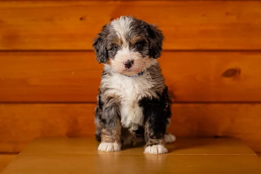 curly-tri-color-australian-mountain-doodle-puppy-wisconsin.jpg