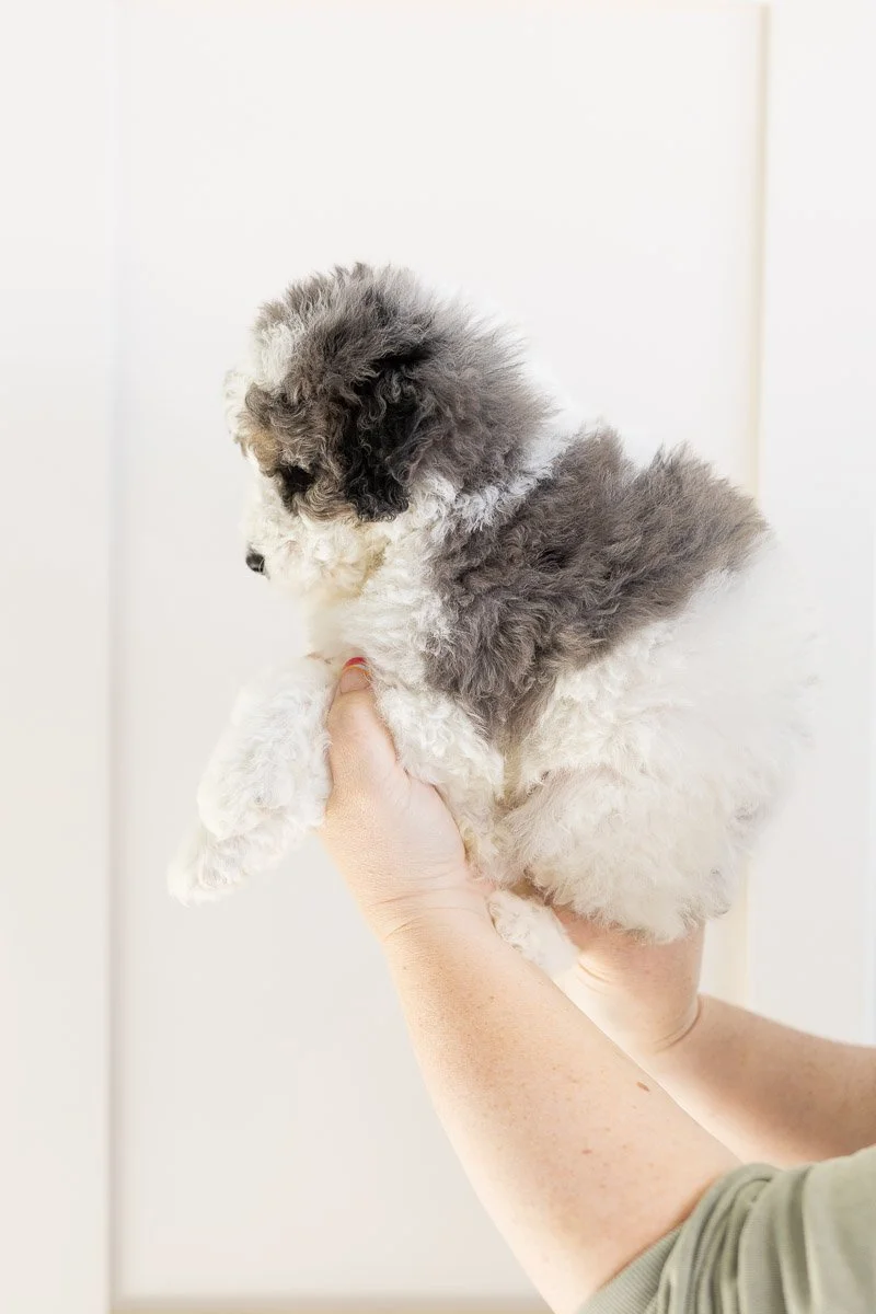 002-SHEPHERD-MALE-BLUE-MERLE-TRI-PARTI-TUXEDO-MINI-MEDIUM-AUSTRALIAN-MOUNTAIN-DOODLE-F1B.STOKESHIRE.26.jpg