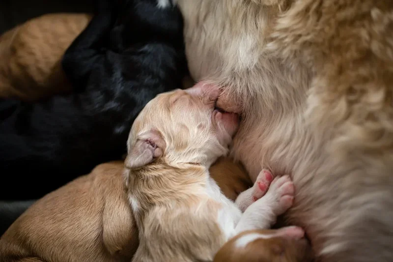 Veterinary demonstration showing how to examine a dog during pregnancy