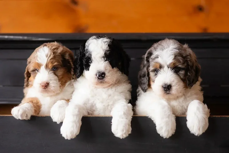 Bernedoodle puppies showing how big bernedoodles can get from puppies to full grown.