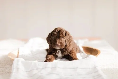 puppy uti