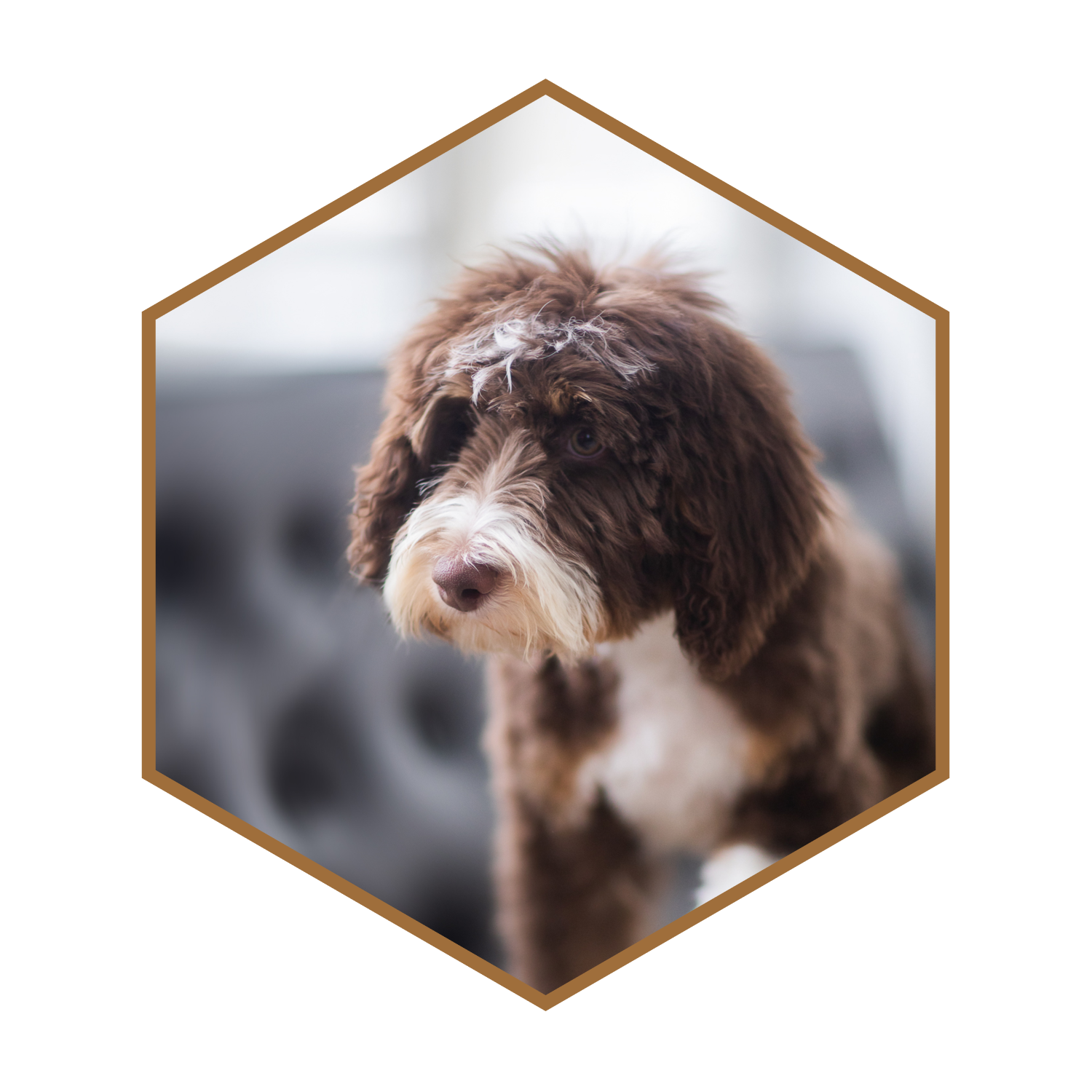 Rico-Bruno-(hexagon)-#4.png