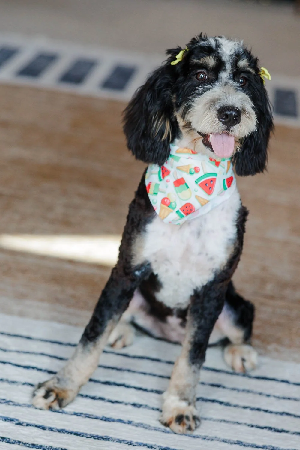 127_Wisconsin-Bernedoodle-for-Guardian.26.jpg