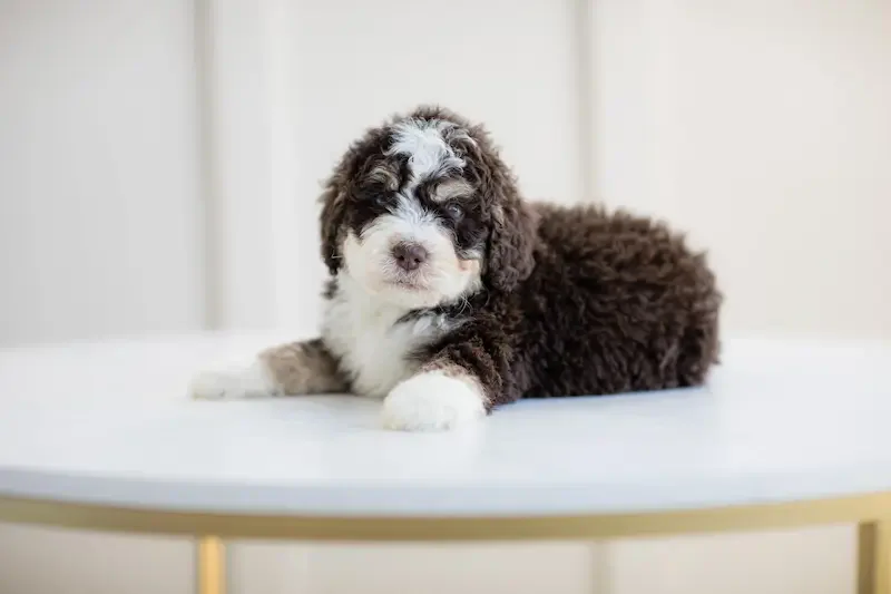 Image of Bernedoodle Puppy whose weight was determined from Bernedoodle Weight Calculator.