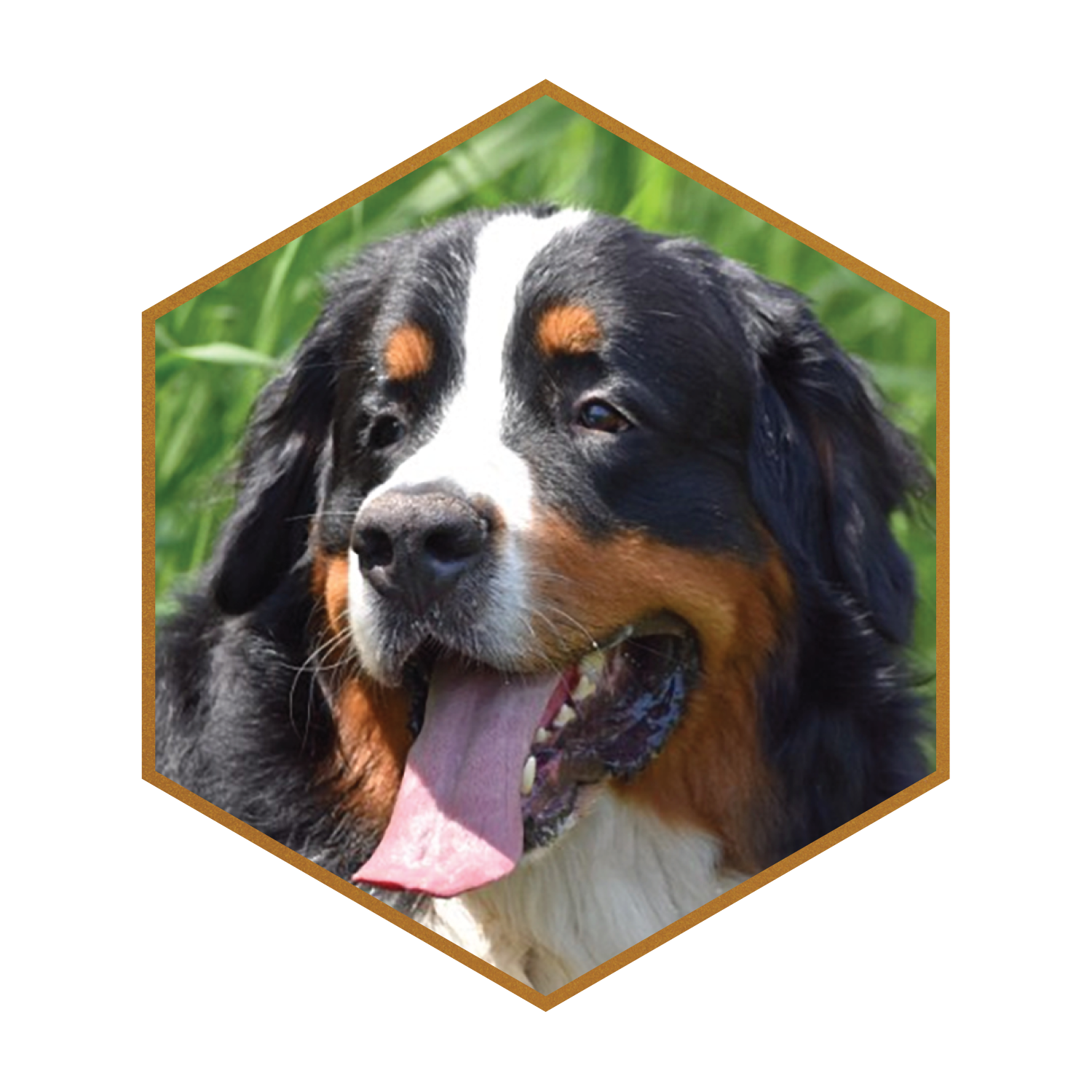 Ruger-(hexagon)-#2.png