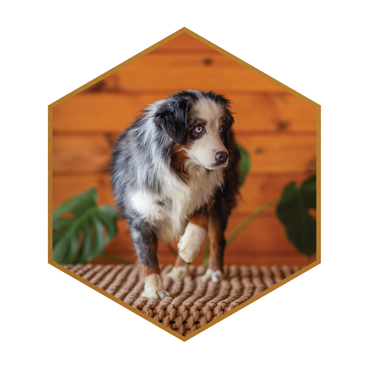 Mini-Savi-(hexagon)-#1.png