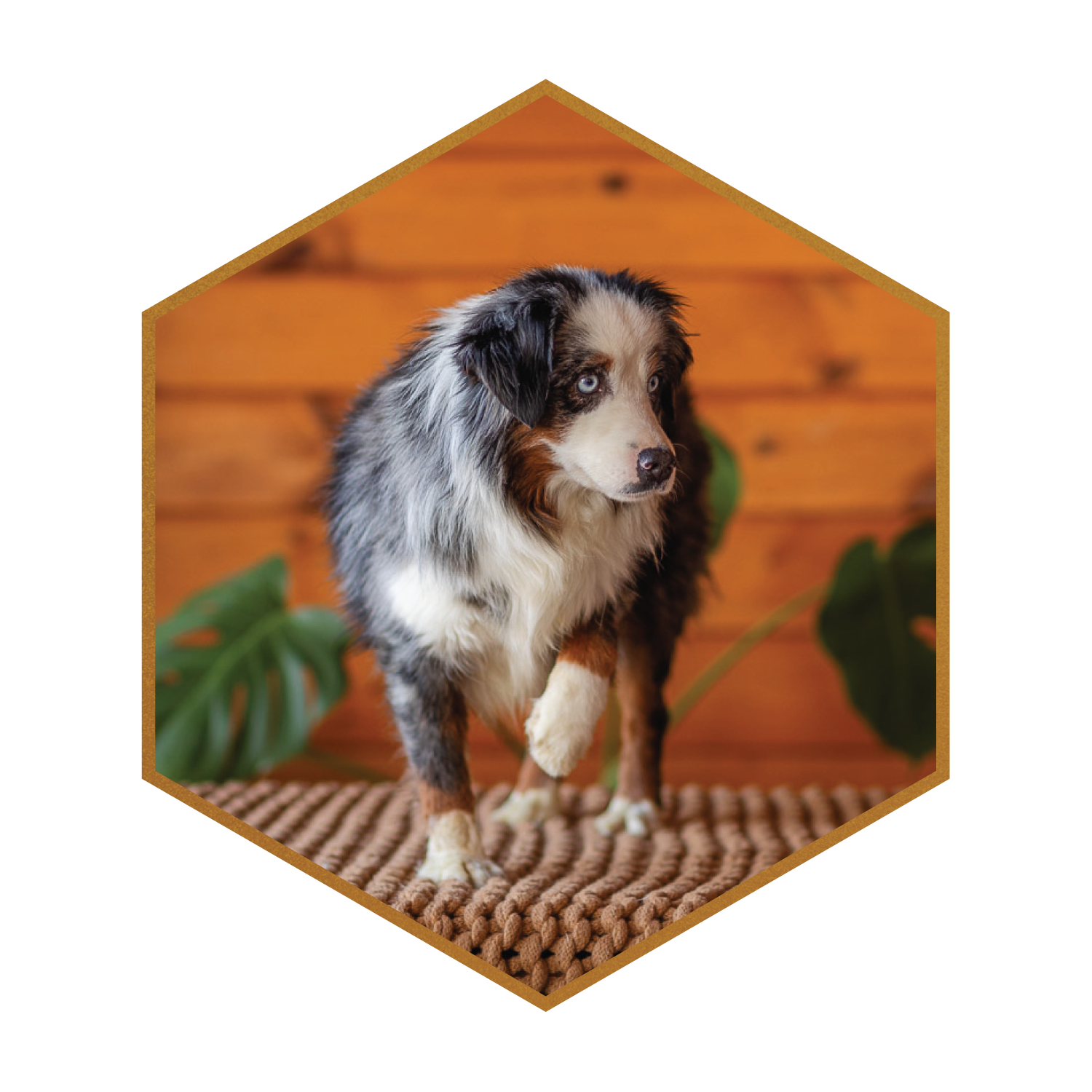 Mini Savi, a Stokeshire Miniature American Shepherd.