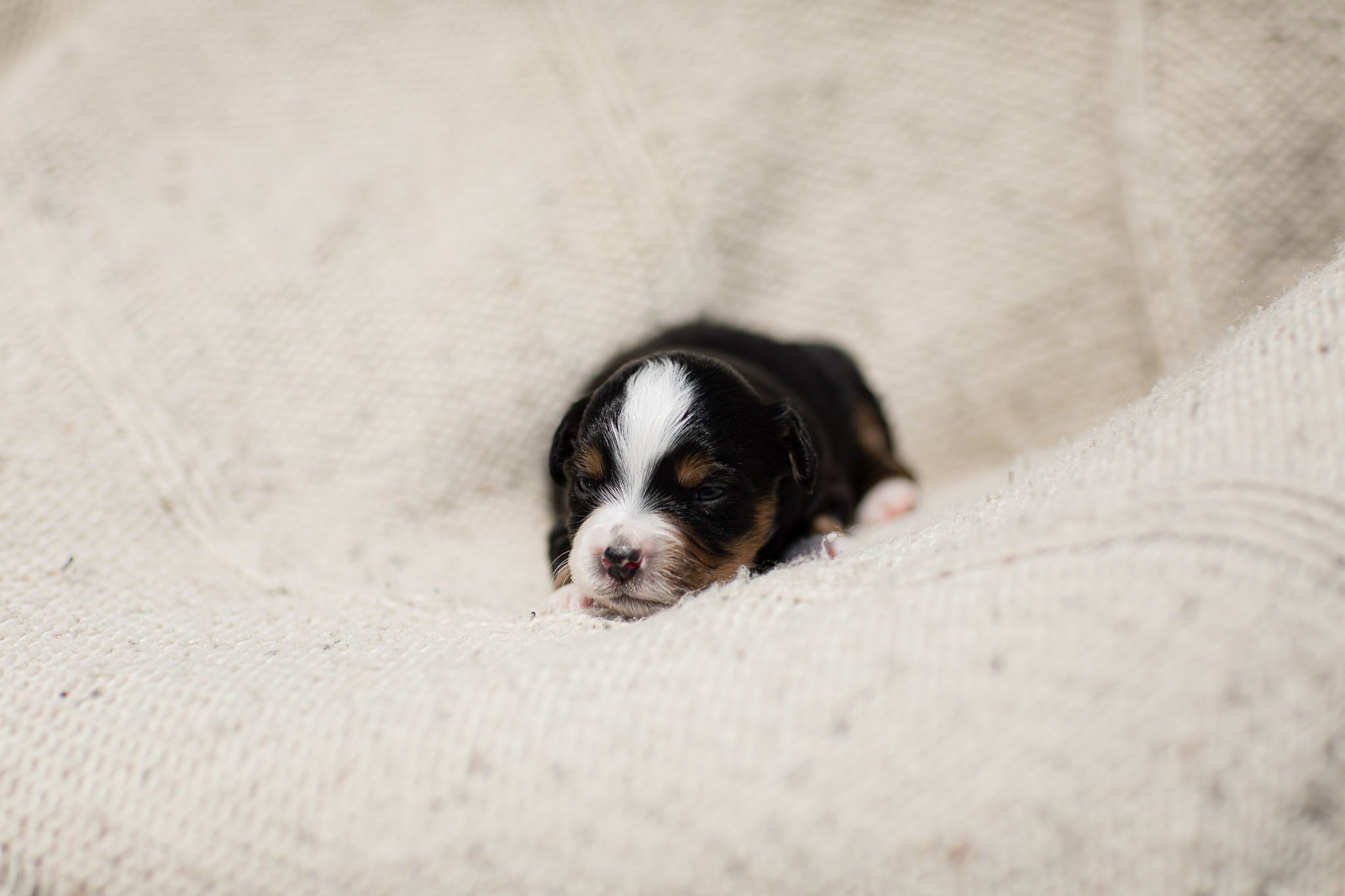 0254_2-Week-Australian-Mountain-Doodle-Puppies.25.jpg