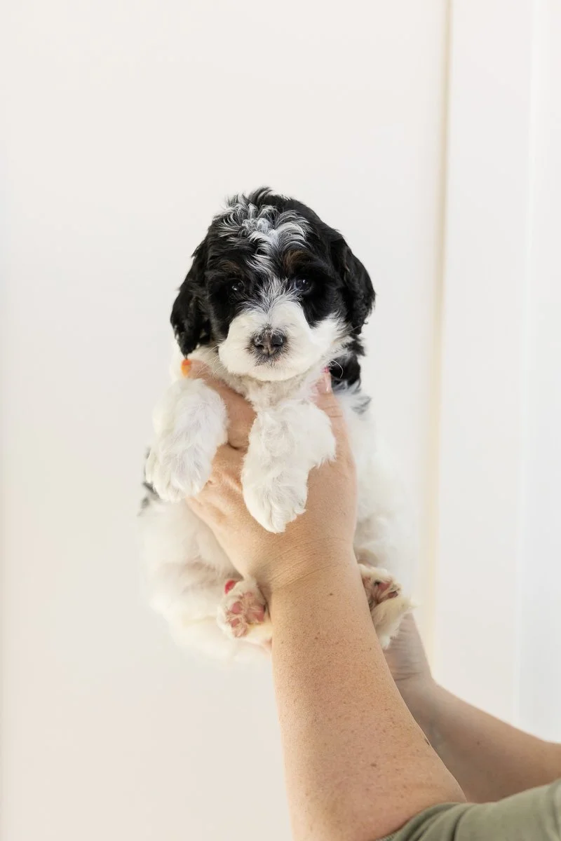 001EDEN-PURPLE-COLLAR-BLACK-AND-WHITE-TRI-PARTI-MINI-MEDIUM-AUSTRALIAN-MOUNTAIN-DOODLE-F1B.STOKESHIRE.26.jpg