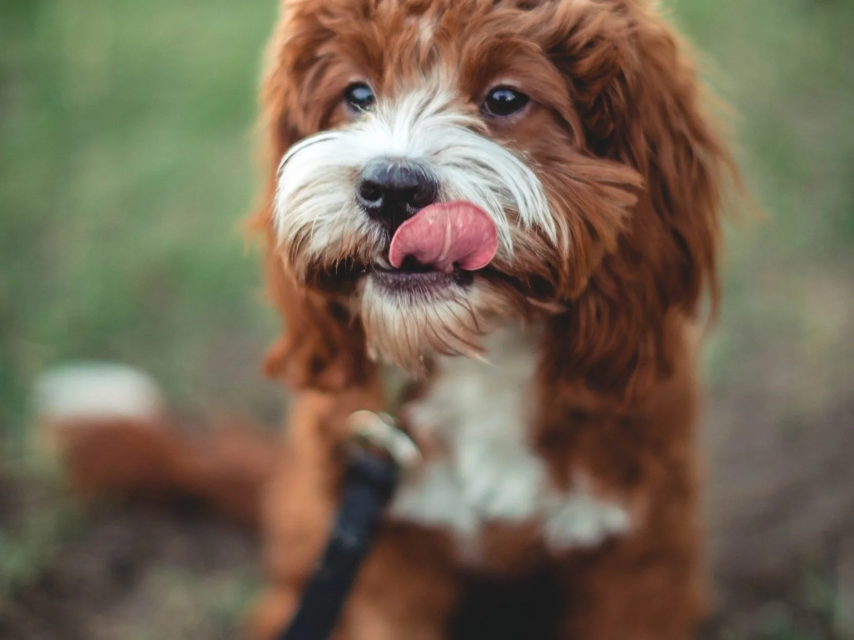 Leash Training 101: Doodle Puppy Training Guide 