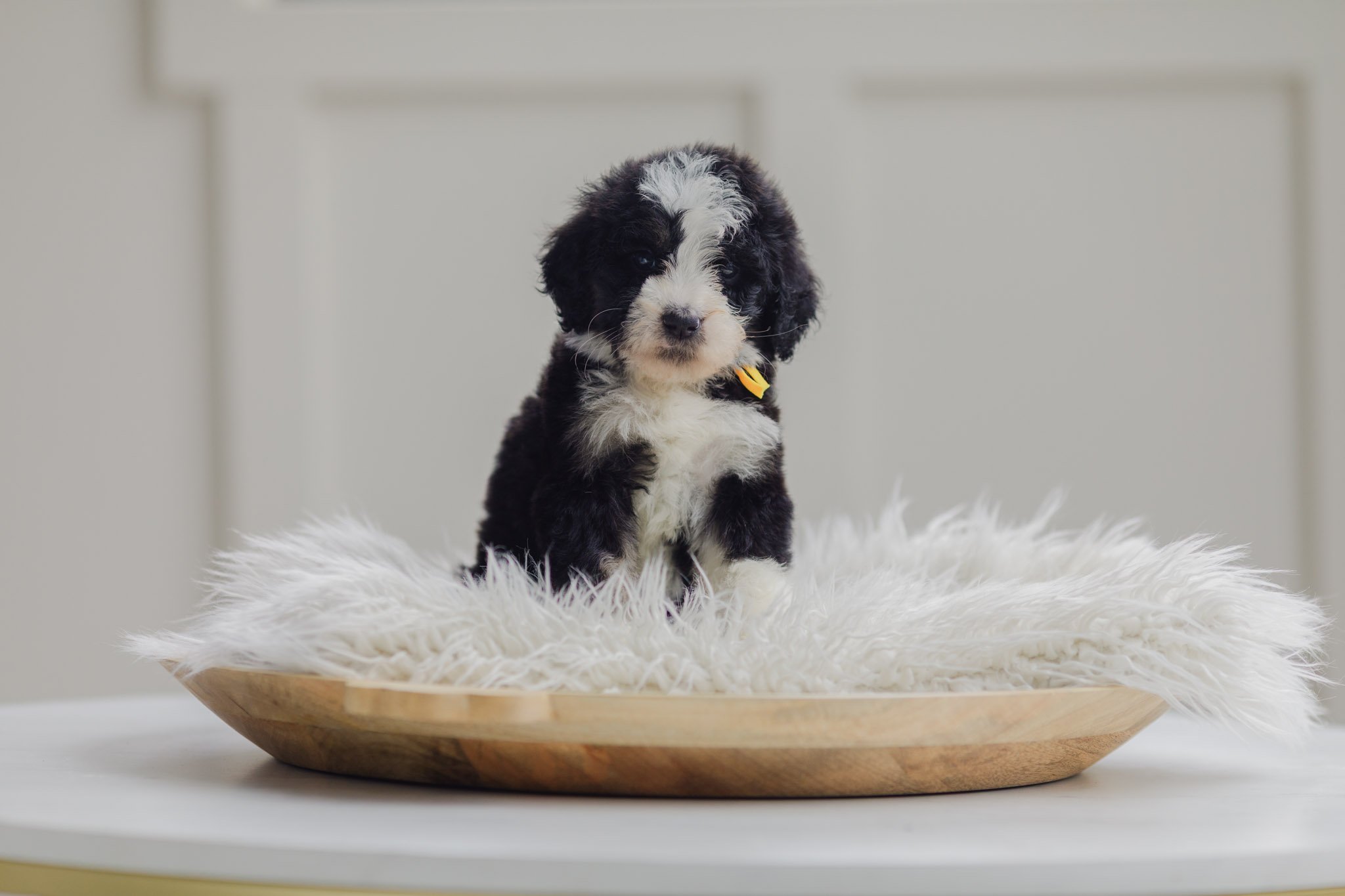 0128_7-Week-Old-Australian_Mountain_Dogs_Stokeshire.PepperxApollo-F1.25.jpg
