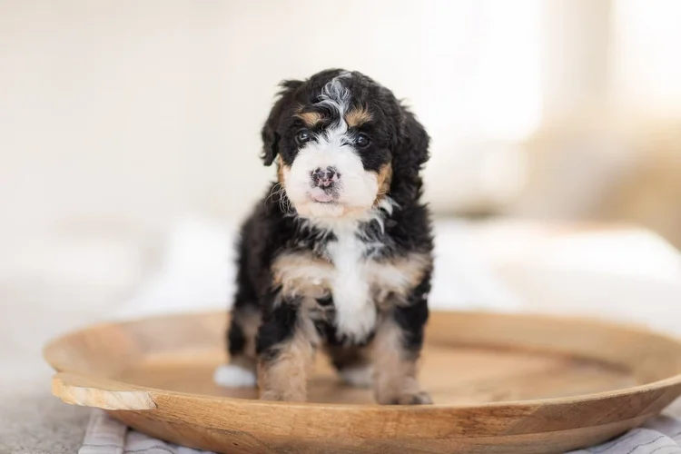 Bernedoodle puppy with wavy low-shedding coat at Stokeshire Designer Doodles