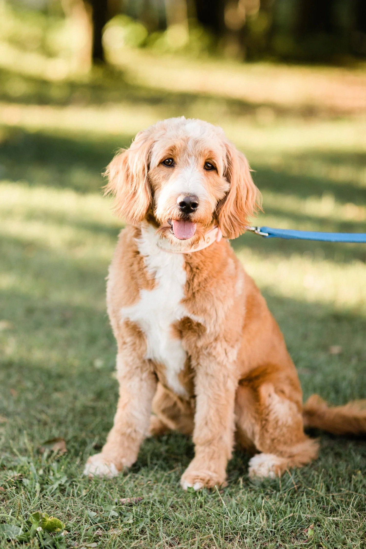 Top 4 Interesting Facts About Golden Mountain Doodles — STOKESHIRE
