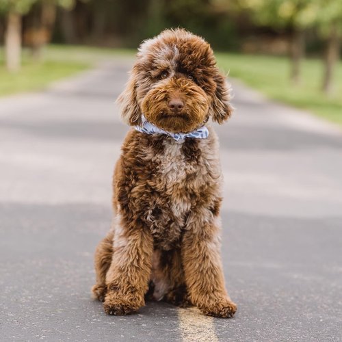 Benny - INtense Red Chocolate Phantom AKC Mini Poodle.jpg