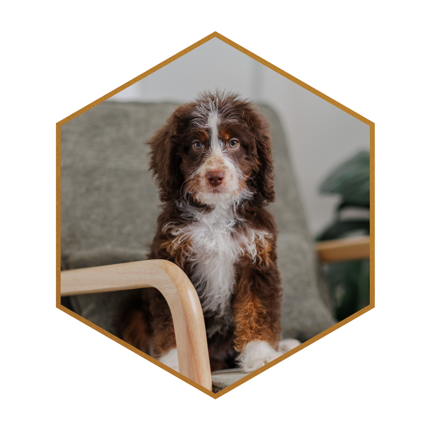 Stokeshire-puppy-hexagon-16.png
